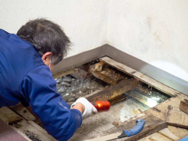 Mold Removal Process in Park Falls, WI
