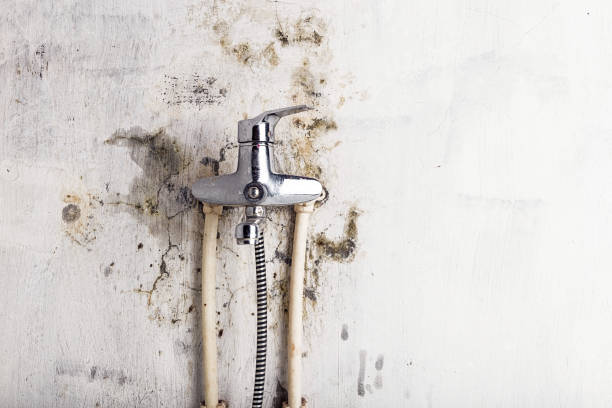 Best Certified Mold Removal  in Park Falls, WI