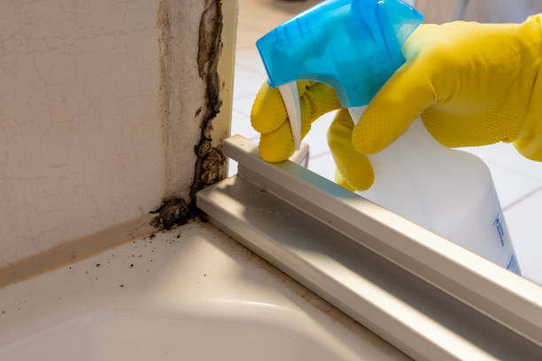 Best Emergency Mold Removal  in Park Falls, WI