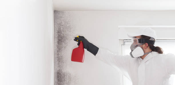 Best Local Mold Removal Service  in Park Falls, WI