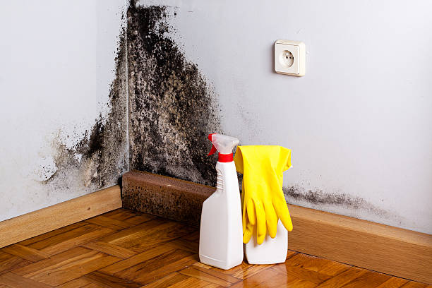 Best Black Mold Removal  in Park Falls, WI