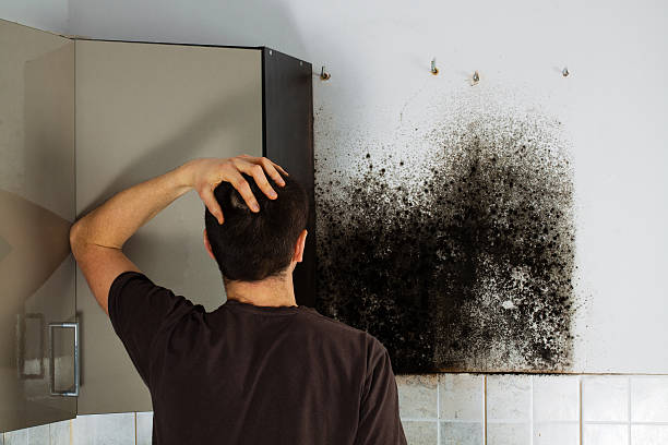 Best Home Mold Removal  in Park Falls, WI
