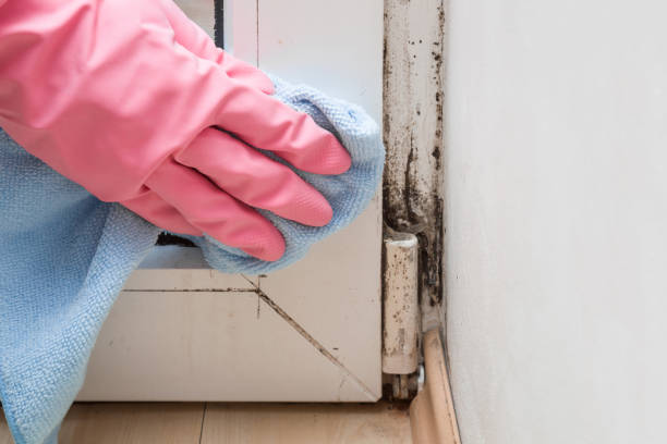 Best Office Mold Removal Services  in Park Falls, WI