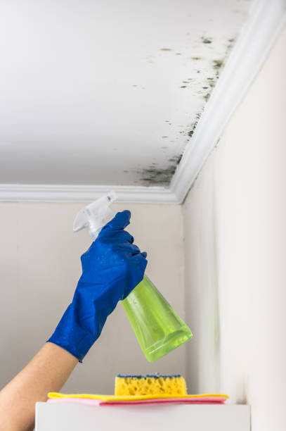 Best Local Mold Removal Service  in Park Falls, WI