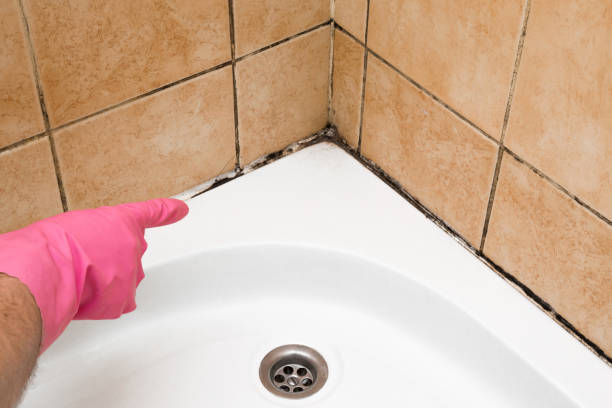 Mold Testing and Removal in Park Falls, WI